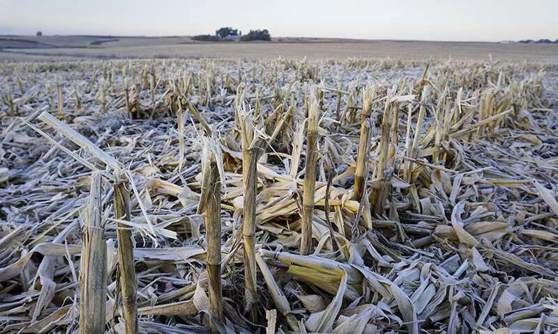 crop residue on ground