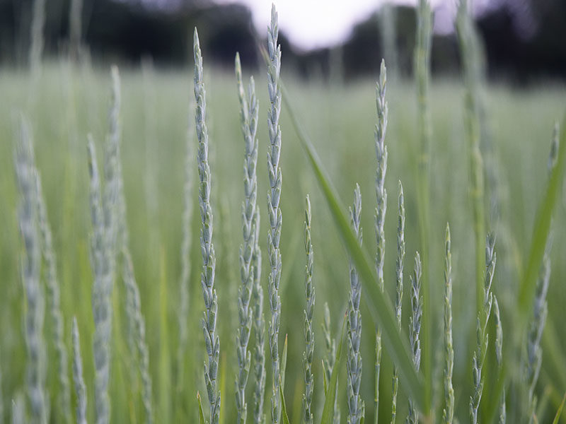 wheatgrass kernza spikes