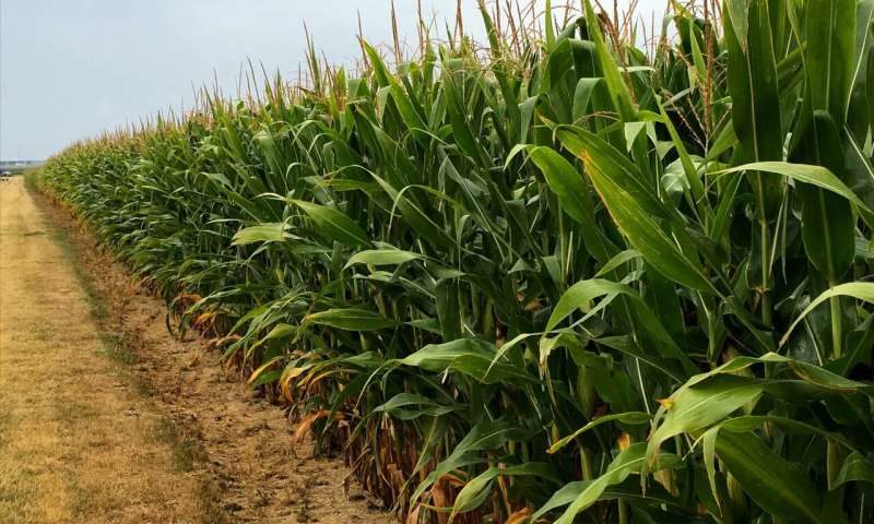 corn field in Illinois