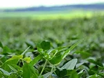 double cropped soybeans