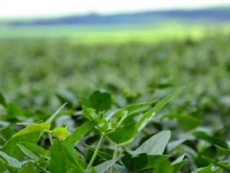 double cropped soybeans