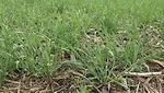 rye cover crop