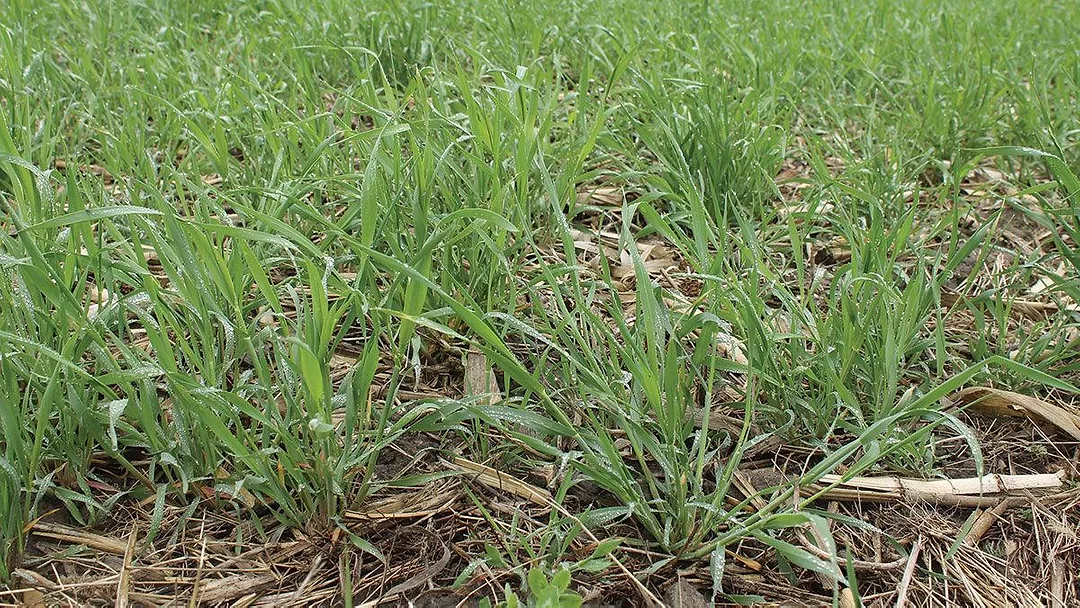 rye cover crop