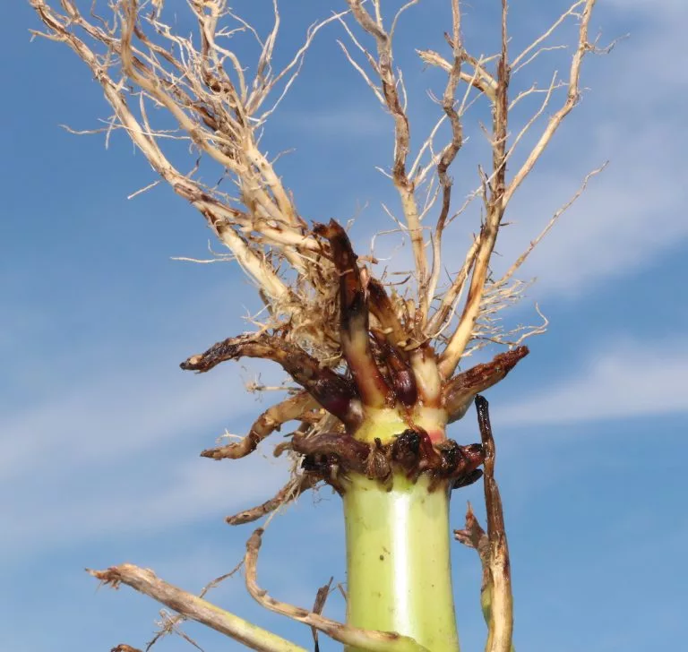 corn rootworm damage