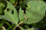grasshopper on soybean