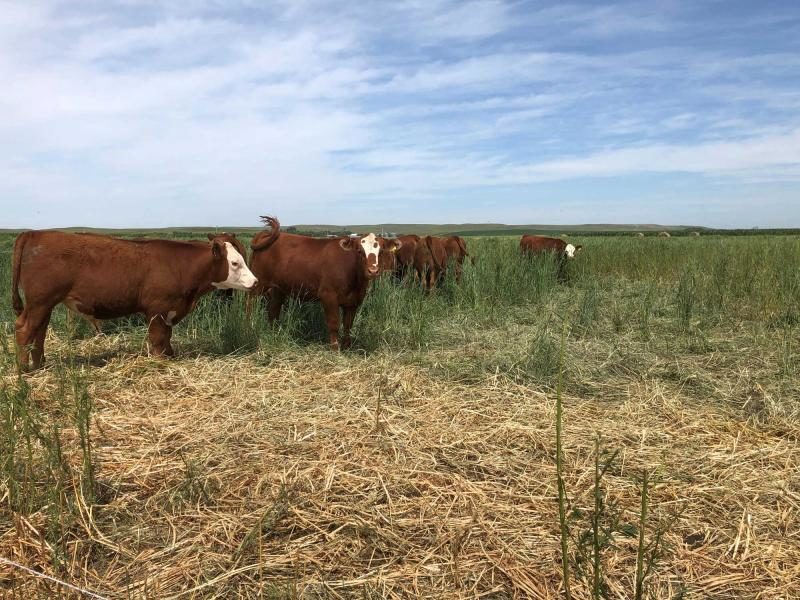 calves grazing on switchgrass
