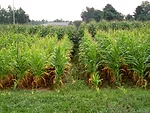 corn with cereal rye blevins plots