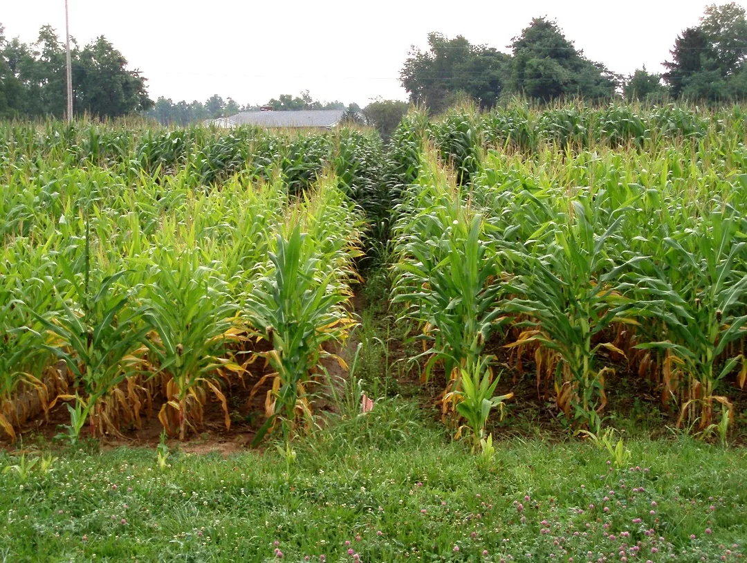 corn with cereal rye blevins plots
