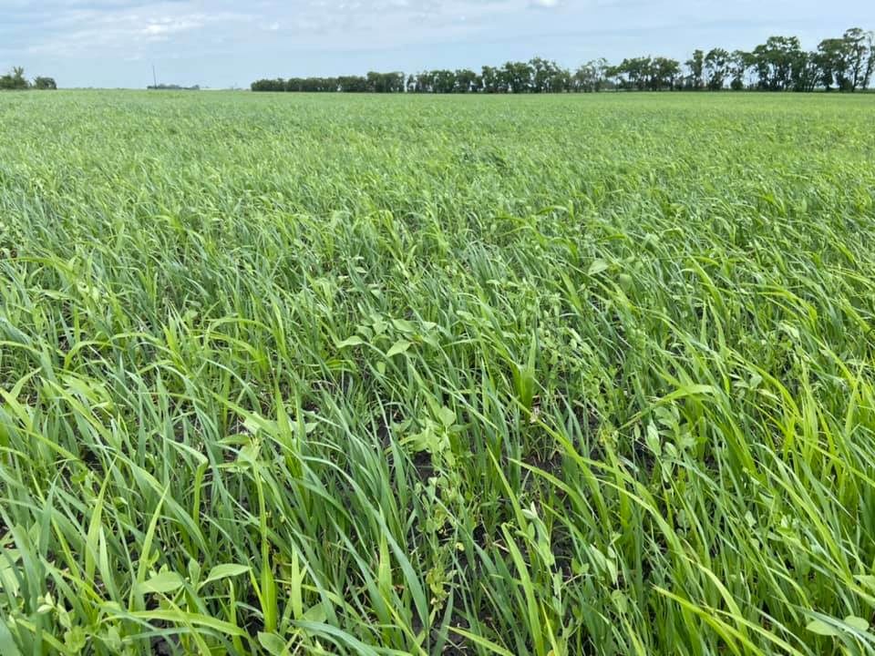 forage cover crop mix