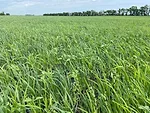 forage cover crop mix
