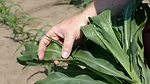 corn tissue sampling