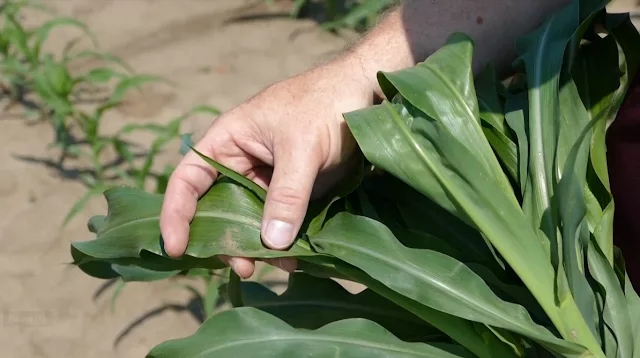 corn tissue sampling
