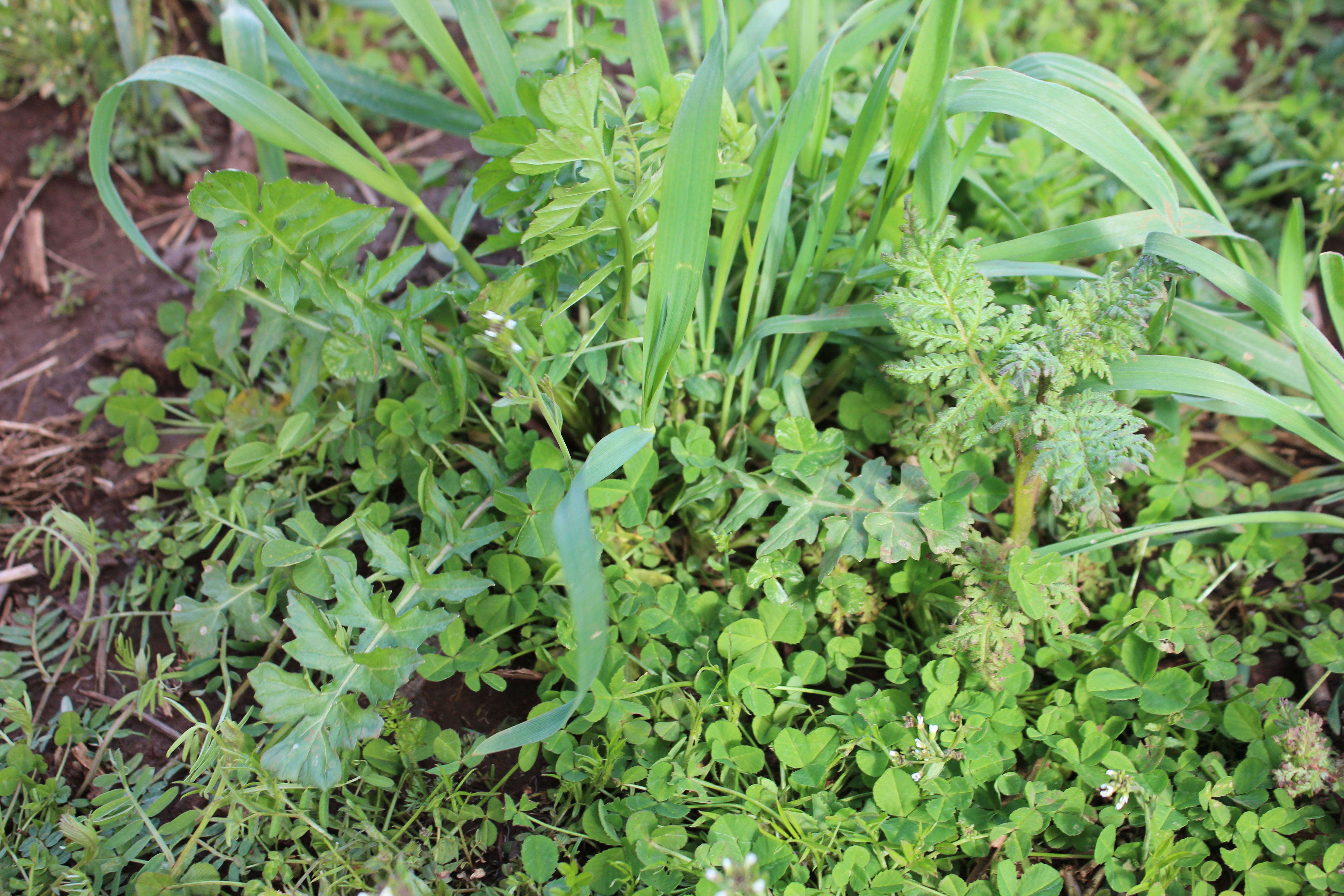 cover crop mix with radish vetch clover triticale