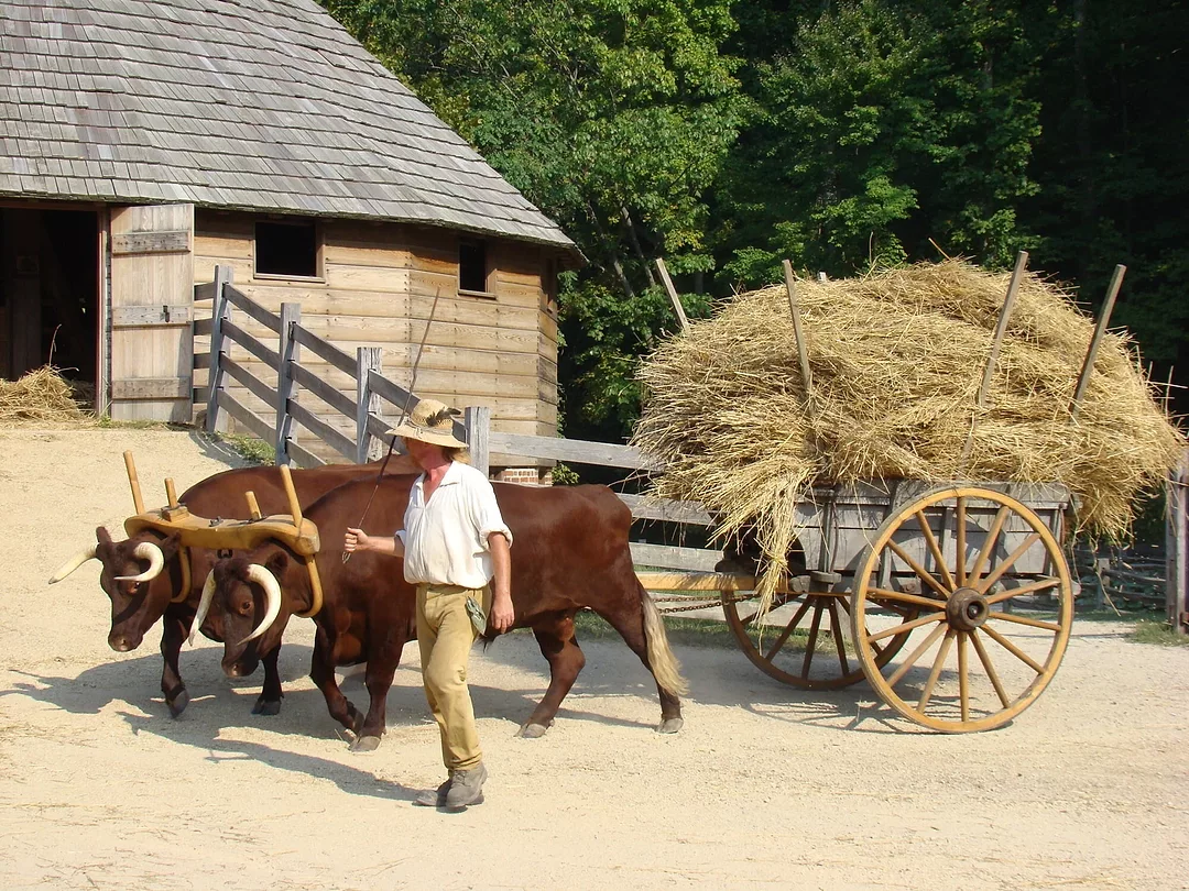 Mount Vernon oxen