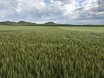 WestBred winter wheat