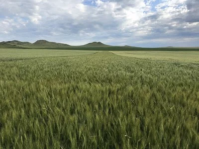 WestBred winter wheat