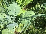 grazing cover crops