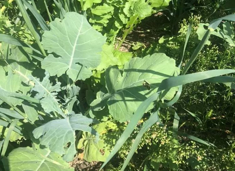 grazing cover crops