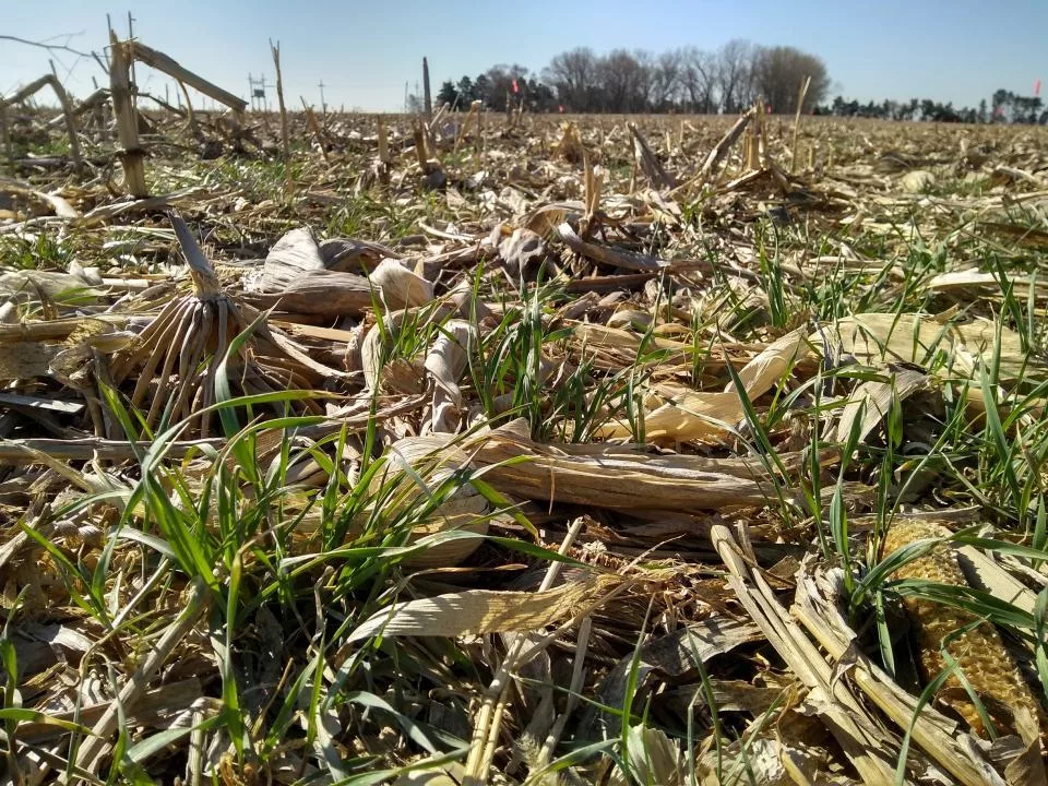 rye in continuous corn