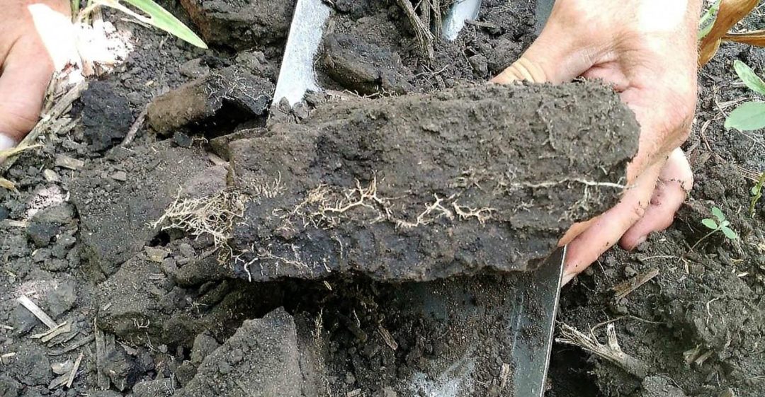 compacted roots from tillage