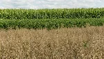 Southeast Research Farm trials