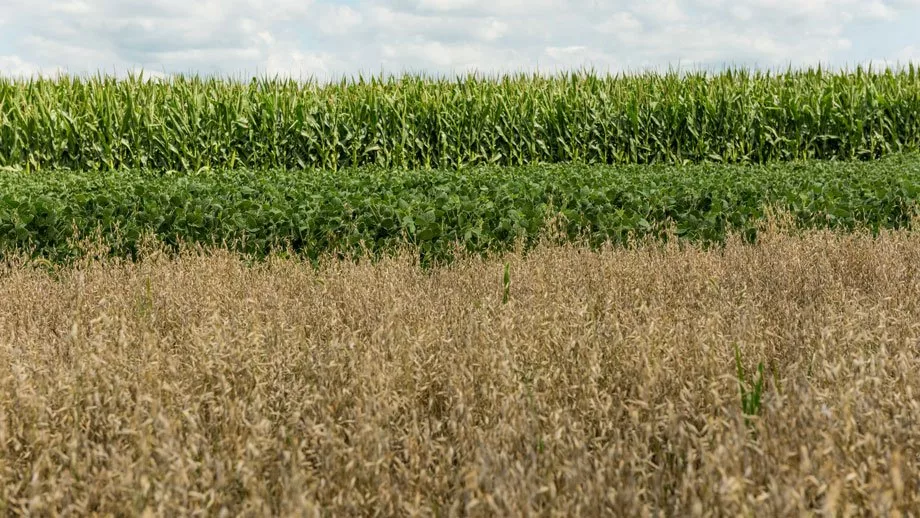 Southeast Research Farm trials