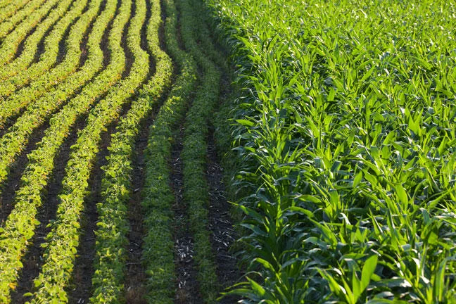 corn and soybean field