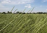 kernza