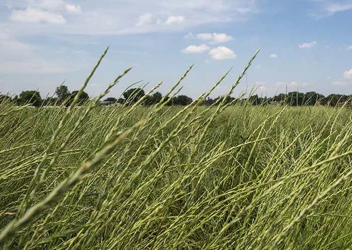 kernza
