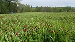 ARG and crimson clover