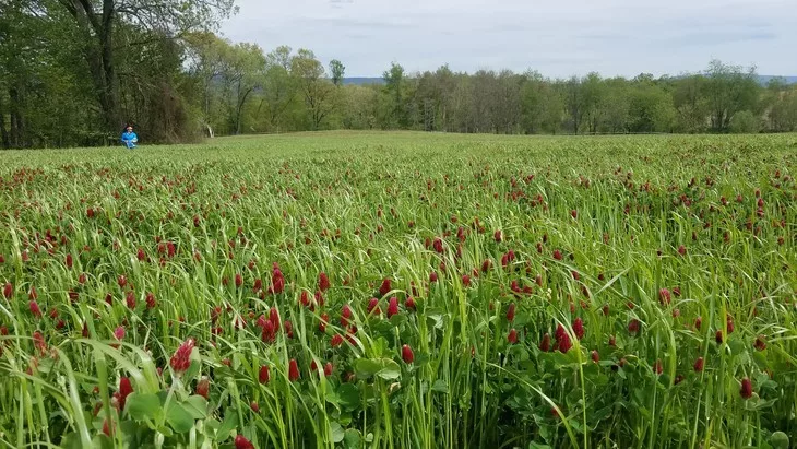ARG and crimson clover