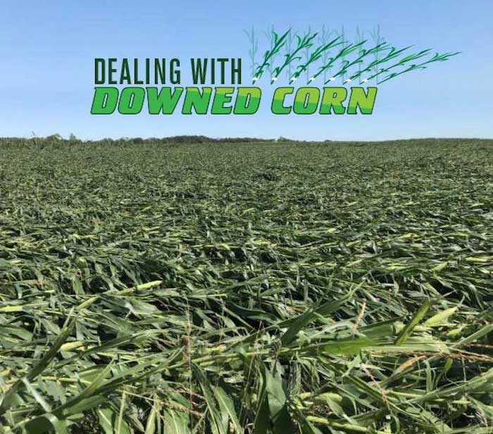 downed corn image with logo