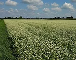 buckwheat in bloom