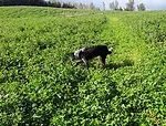 Don Ready clover cover crop