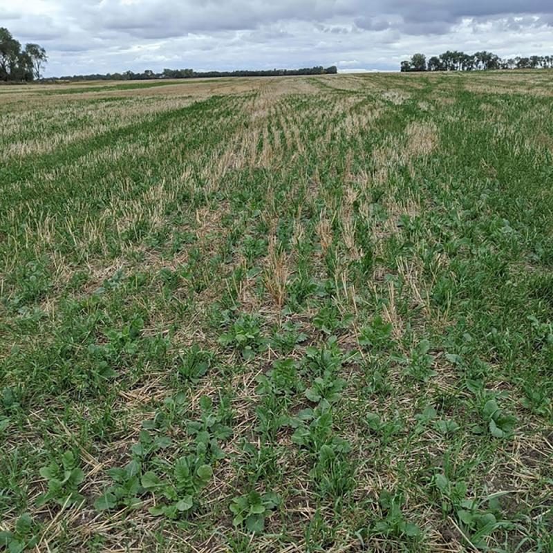 cover crops in wheat stubble