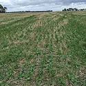 cover crops in wheat stubble