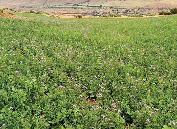 cover_crop_mix_2.jpg