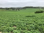 farm landscape