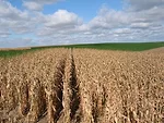 corn ready to harvest