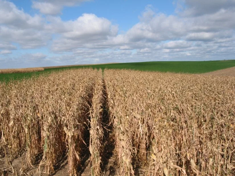 corn ready to harvest