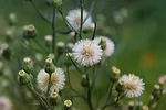 horseweed