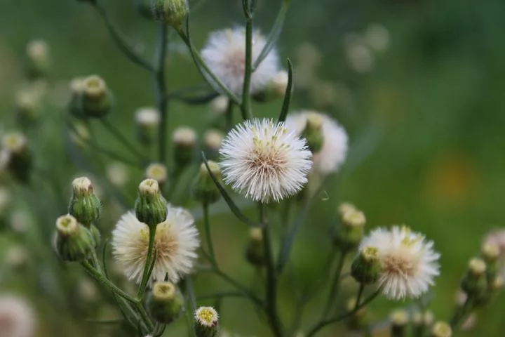 horseweed