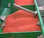 clover seed