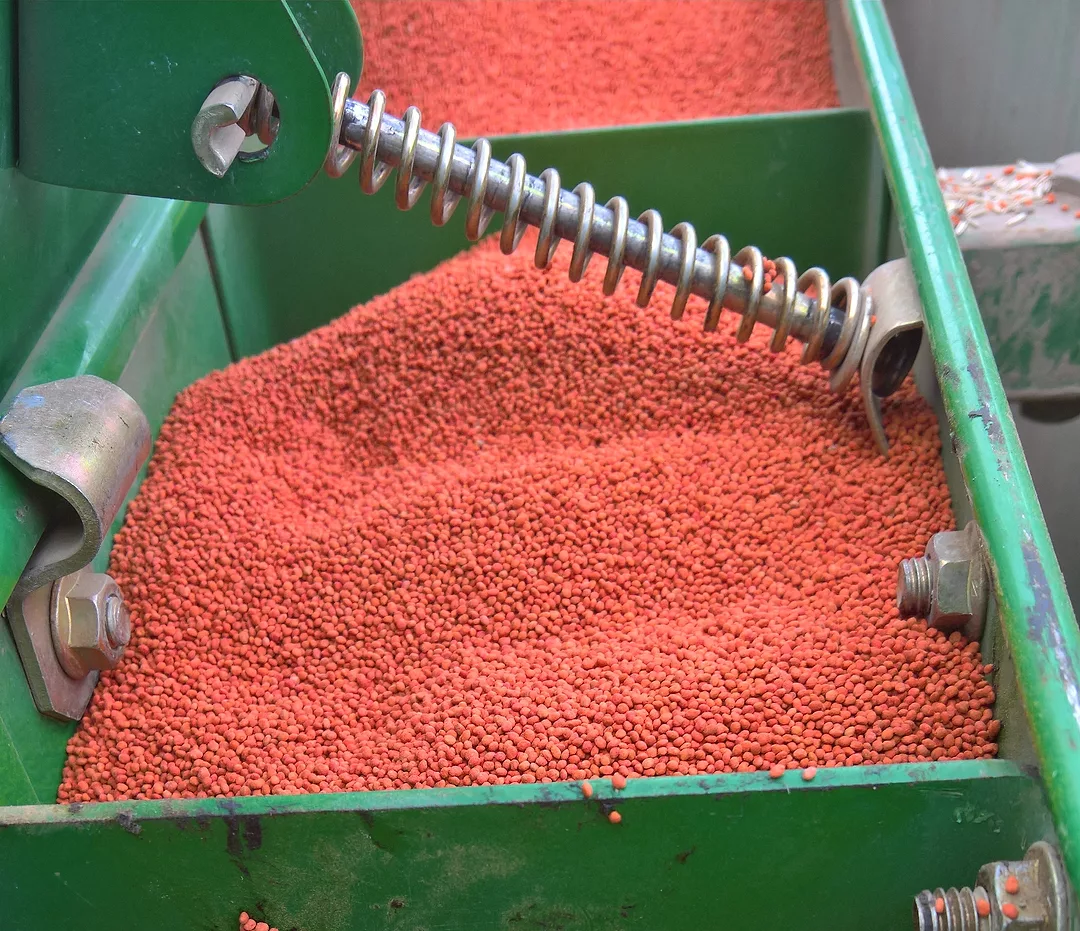 clover seed
