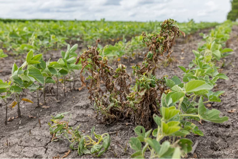dicamba effects