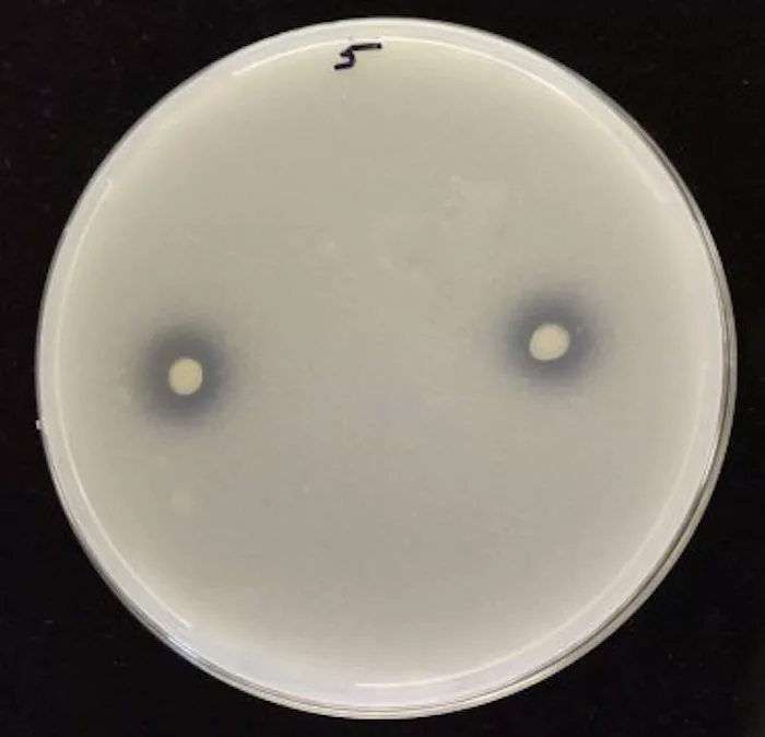 endophytes dissolving phosphorus