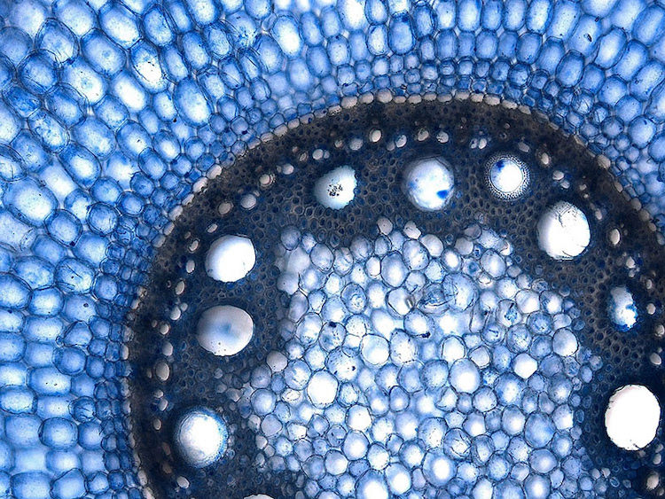 sorghum root cells closeup