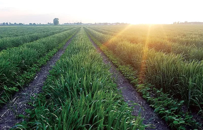 wheat-w-early-beans.jpg