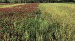 crimson_clover.jpg