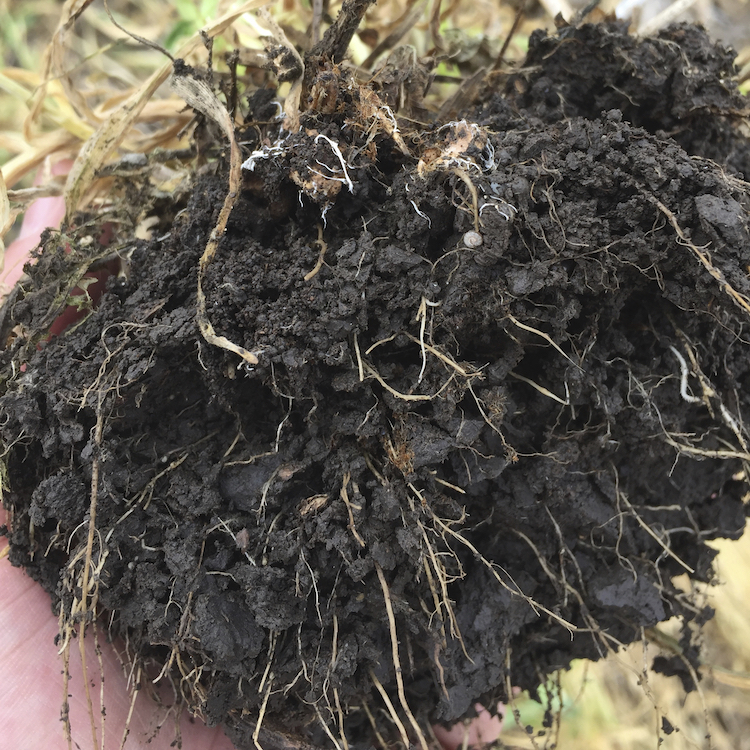 Roots-in-soil.jpg